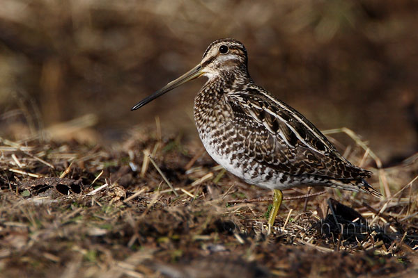 Common Snipe © Russ Chantler